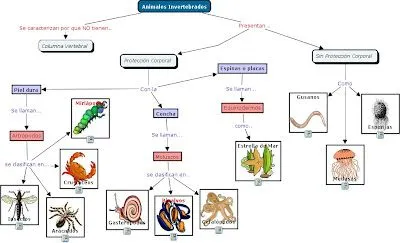Lali Piñeiro Castilla: ESQUEMA GENERAL-ANIMALES INVERTEBRADOS