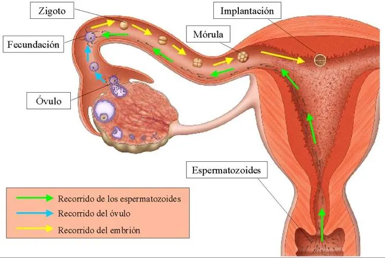 Lali Piñeiro Castilla: LA FECUNDACIÓN, A TRAVÉS DE IMÁGENES ...