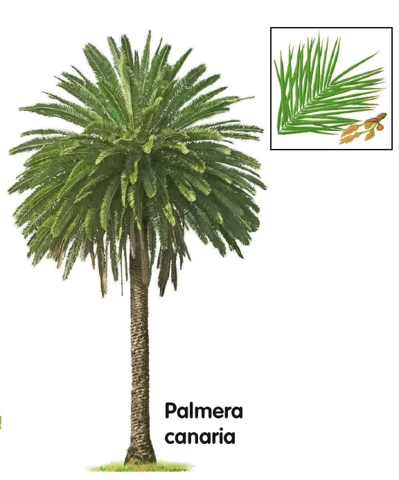 Lalus fecit - partituras para coro: Palmero sube a la palma Lalus fecit - partituras para coro: Palmero sube a la palma