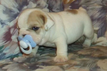 LaMascota.com/deolazabal. Bulldog. Bebés.