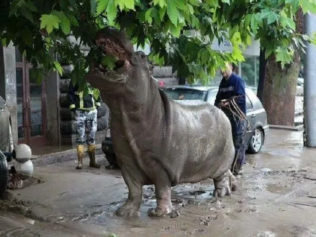 Lamentable: Matan a tiros a casi todos los animales que se ...