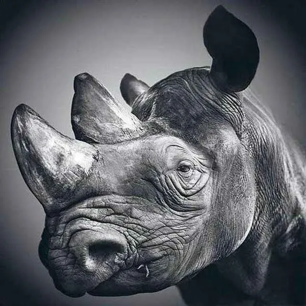 Lamentos de Sísifo: Arte: Dadme un lápiz y moveré el mundo... Lamentos de Sísifo: Arte: Dadme un lápiz y moveré el mundo...