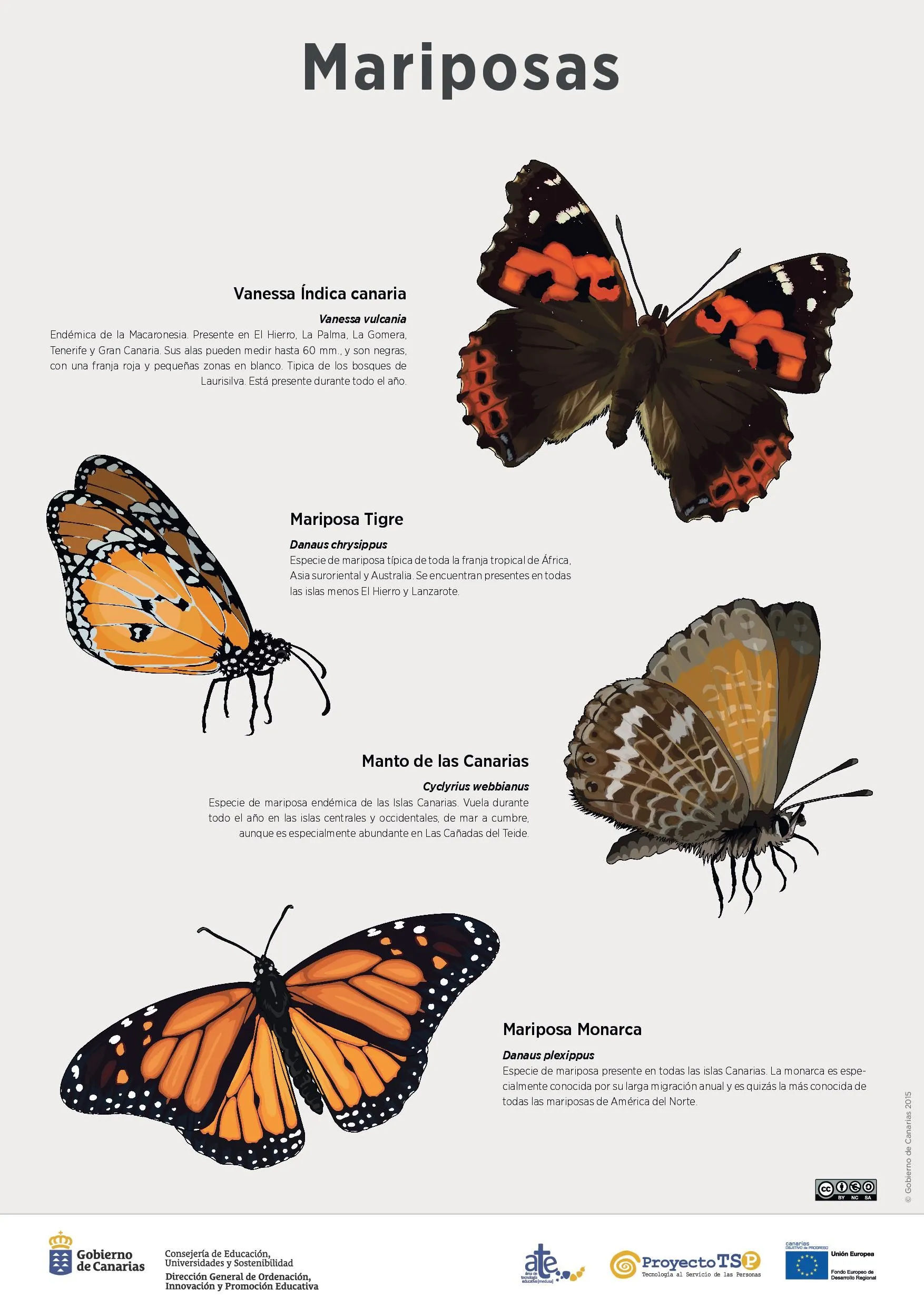 Lámina: Mariposas | Recursos educativos digitales Lámina: Mariposas | Recursos educativos digitales