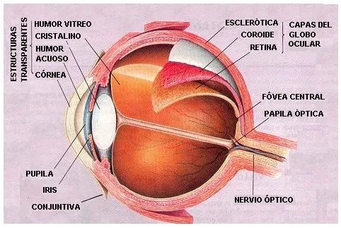 Las sensaciones. Los órganos de los sentidos (página 2 ... Las sensaciones. Los órganos de los sentidos (página 2 ...