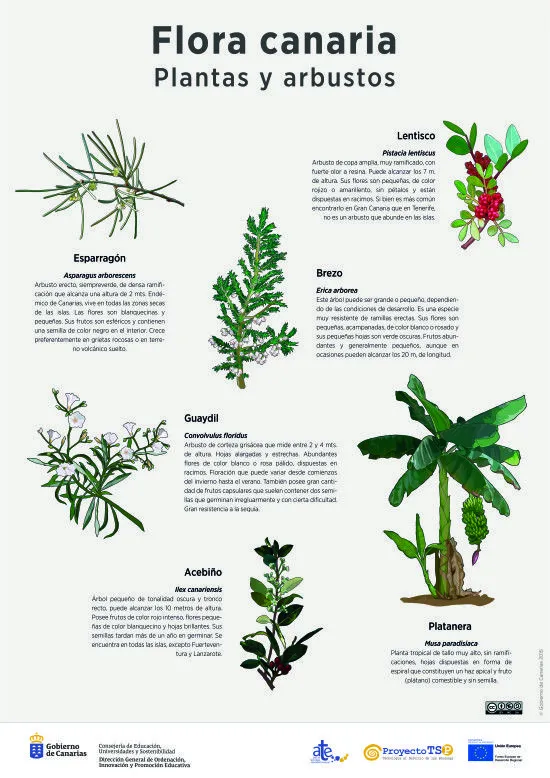 Lámina: plantas y arbustos | Recursos educativos digitales Lámina: plantas y arbustos | Recursos educativos digitales