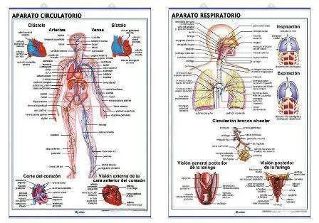 Lamina de aparato circulatorio - Imagui