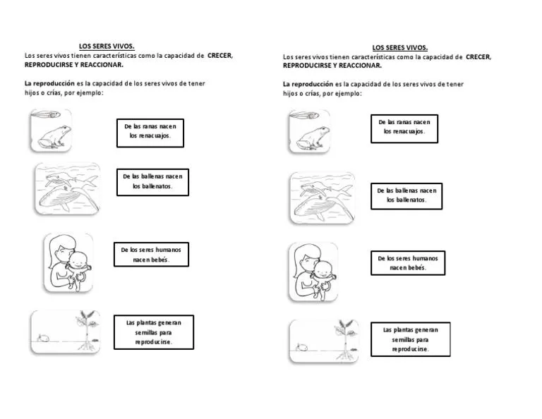 Lámina Los Seres Vivos | PDF