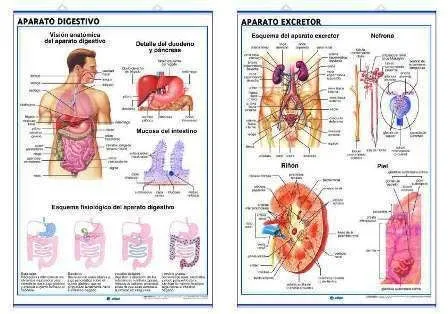 Laminas del sistema digestivo - Imagui