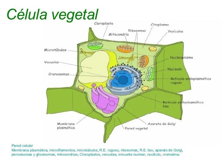 Laminas de la celula vegetal - Imagui