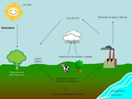 Láminas ciclo de carbono | Busco Imágenes