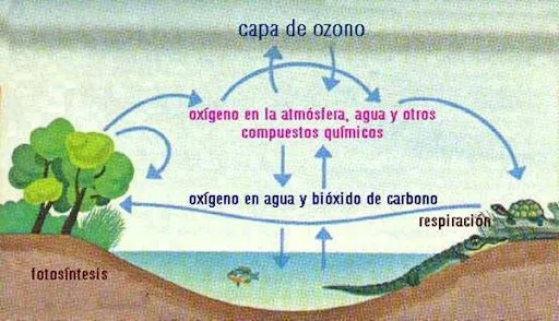 Láminas ciclo de carbono | Busco Imágenes