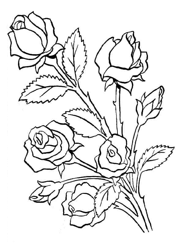 LAMINAS PARA COLOREAR - COLORING PAGES: Rosas para dibujar y colorear
