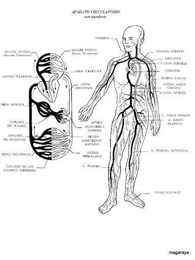 LAMINAS DEL CUERPO HUMANO PARA COLOREAR Y APRENDER | Dibujos para ... LAMINAS DEL CUERPO HUMANO PARA COLOREAR Y APRENDER | Dibujos para ...
