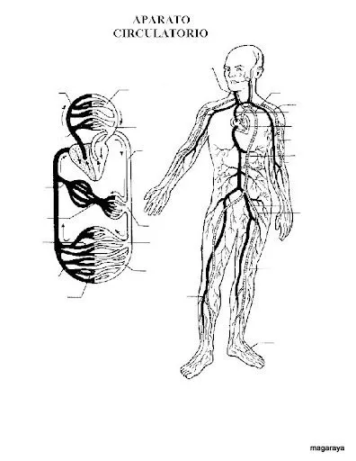 LAMINAS DEL CUERPO HUMANO PARA COLOREAR Y APRENDER | Dibujos para ...