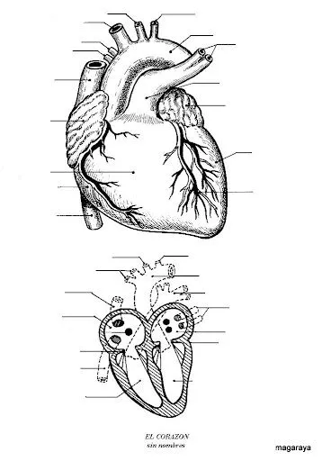 cuerpo88.jpg?imgmax=640