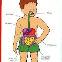 LAMINAS DEL CUERPO HUMANO PARA NIÑOS