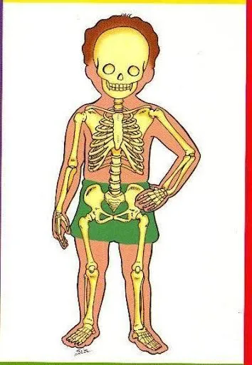 LAMINAS DEL CUERPO HUMANO PARA NIÑOS