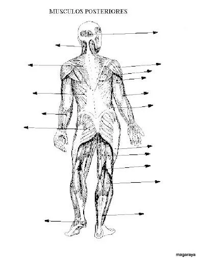 LAMINAS DEL CUERPO HUMANO CON NOMBRES Y SIN NOMBRES PARA IMPRIMIR 1 LAMINAS DEL CUERPO HUMANO CON NOMBRES Y SIN NOMBRES PARA IMPRIMIR 1