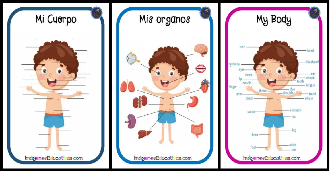 Láminas para trabajar el Cuerpo Humano REALIDAD AUMENTADA – Imagenes Educativas Láminas para trabajar el Cuerpo Humano REALIDAD AUMENTADA – Imagenes Educativas
