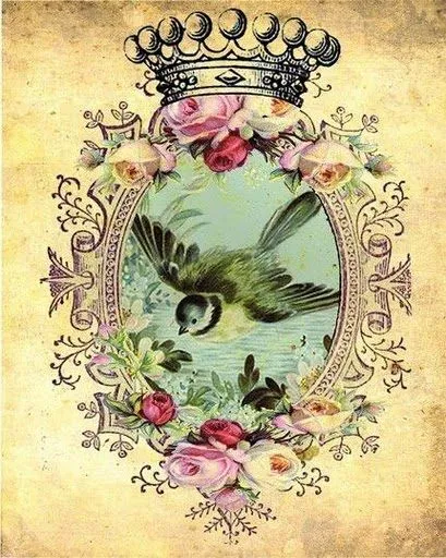 carolina designs