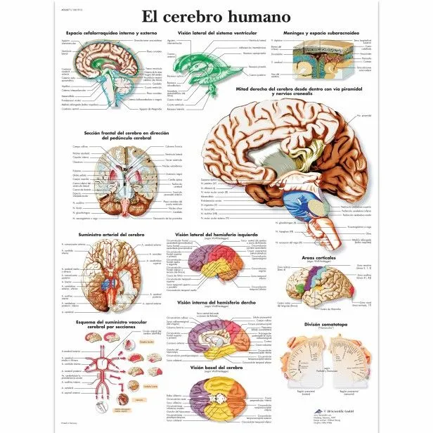 LÁMINAS EDUCATIVAS PARA EL LABORATORIO – la7demerlo LÁMINAS EDUCATIVAS PARA EL LABORATORIO – la7demerlo