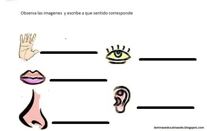 LAMINAS EDUCATIVAS: LOS 5 SENTIDOS