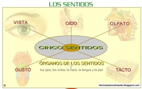 Esquemas de los 5 sentidos - Imagui