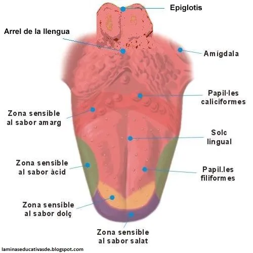 LAMINAS EDUCATIVAS: LOS 5 SENTIDOS
