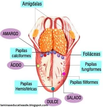 LAMINAS EDUCATIVAS: LOS 5 SENTIDOS