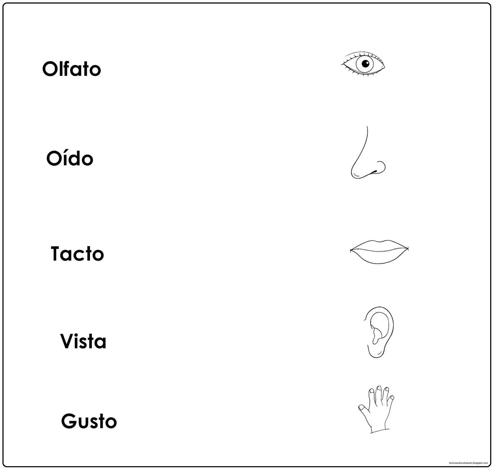 LAMINAS EDUCATIVAS: LOS 5 SENTIDOS