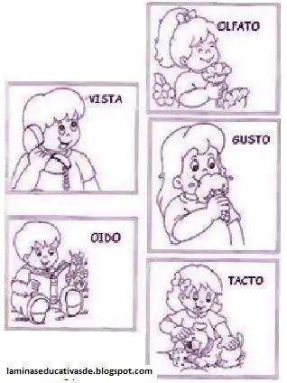 LAMINAS EDUCATIVAS: LOS 5 SENTIDOS