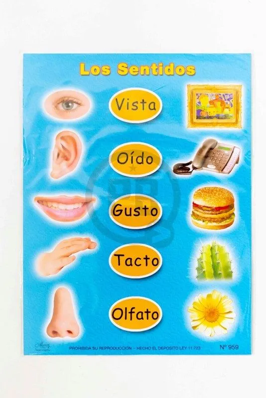 Laminas escolar Maucci x 5 Nº 959-los sentidos Laminas escolar Maucci x 5 Nº 959-los sentidos