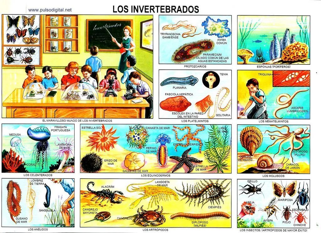 laminas escolares para imprimir mexico - Buscar con Google | Animales invertebrados, Animales, Imprimir sobres laminas escolares para imprimir mexico - Buscar con Google | Animales invertebrados, Animales, Imprimir sobres