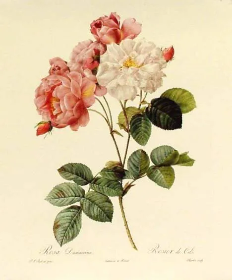 Breve genealogía de las rosas antiguas (1º parte): la Rosa ...