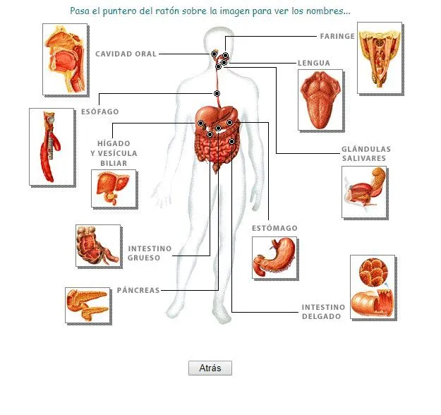 Láminas interactivas del Aparato digestivo | Recursos educativos digitales Láminas interactivas del Aparato digestivo | Recursos educativos digitales