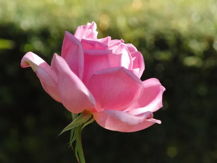 lantejuela mafranca: LAS FLORES MAS BONITAS lantejuela mafranca: LAS FLORES MAS BONITAS