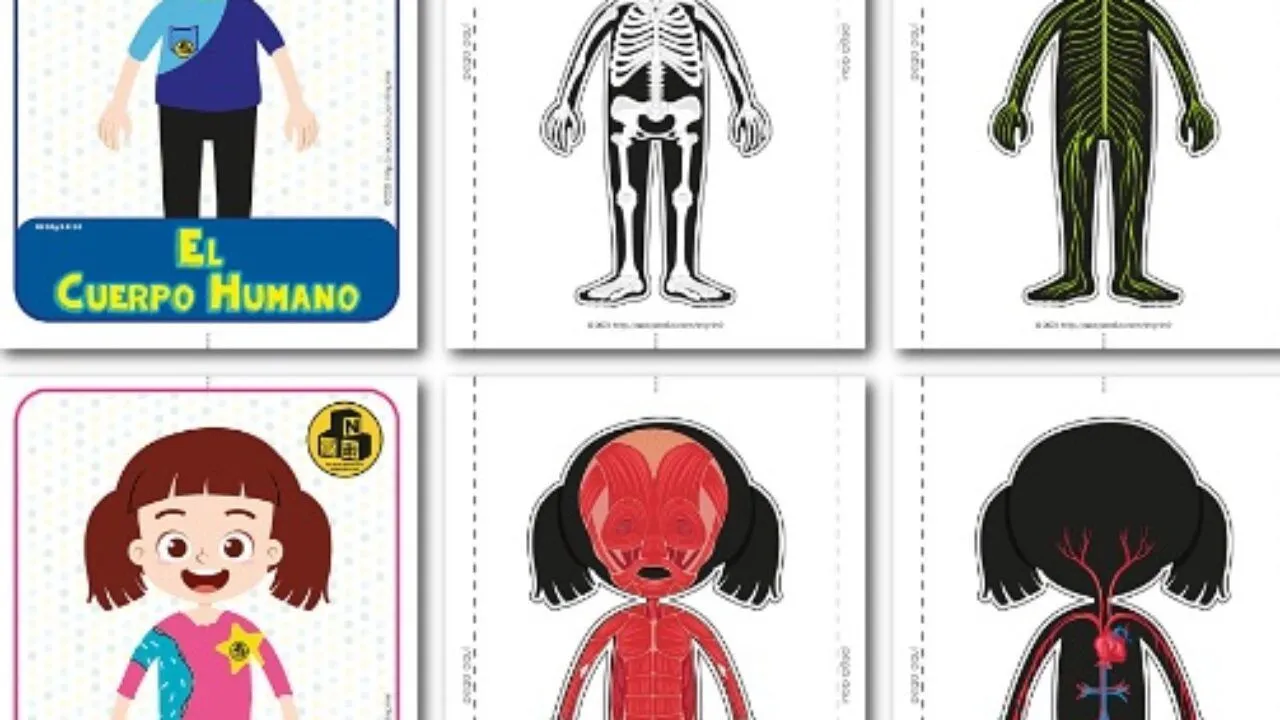 Lapbook del Cuerpo Humano PDF | Diario Educación Lapbook del Cuerpo Humano PDF | Diario Educación