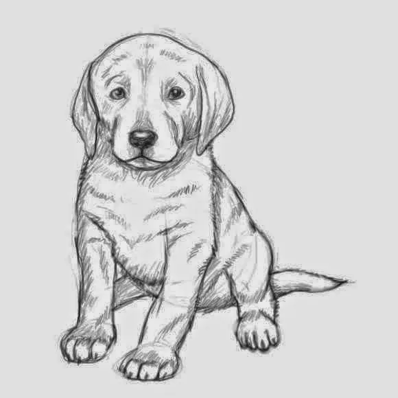 LA LAPICERA DE SANDRA: CÓMO DIBUJAR UN PERRO LA LAPICERA DE SANDRA: CÓMO DIBUJAR UN PERRO