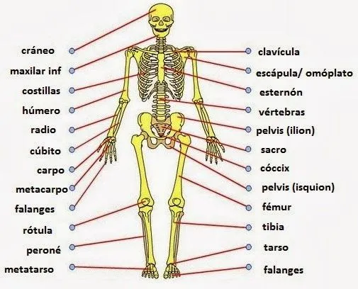 LAPICERO DE TERCERO : Aparato locomotor: huesos y músculos