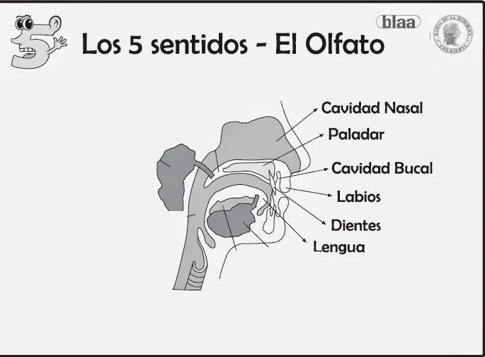 LAPICERO DE TERCERO : El sentido del olfato LAPICERO DE TERCERO : El sentido del olfato