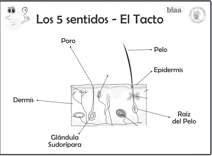 El sentido del tacto con sus partes para colorear - Imagui El sentido del tacto con sus partes para colorear - Imagui