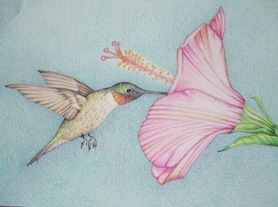 Lápiz arte trabajo colibrí con dibujo por pencilartwork en Etsy Lápiz arte trabajo colibrí con dibujo por pencilartwork en Etsy