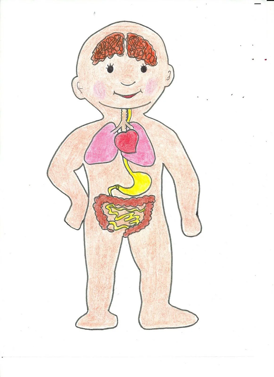 EL LAPIZ: El Cuerpo Humano