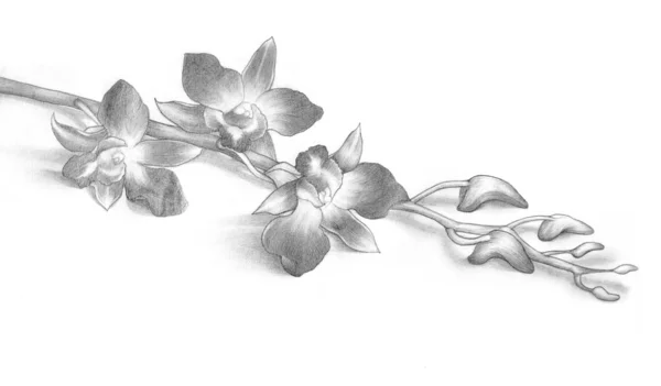 lápiz de dibujo de flores orquídeas — Foto stock © evelynks #12847204 lápiz de dibujo de flores orquídeas — Foto stock © evelynks #12847204