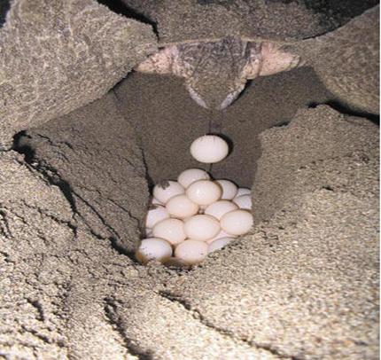 Imagenes de animales oviparos y viviparos - Imagui Imagenes de animales oviparos y viviparos - Imagui