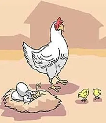 Imagenes de animales oviparos y viviparos - Imagui Imagenes de animales oviparos y viviparos - Imagui