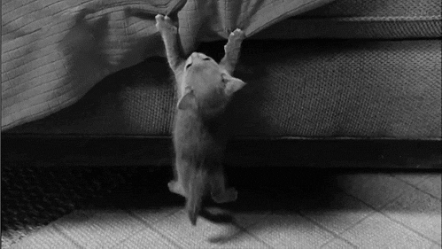 Largest collection of cat memes in the Universe! — Just hanging out Largest collection of cat memes in the Universe! — Just hanging out