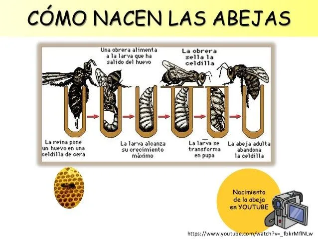 las-abejas-para-educacin- ...