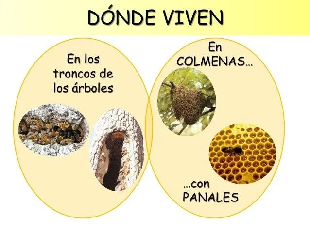las-abejas-para-educacin- ...