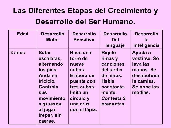 las-diferentes-etapas-del- ...